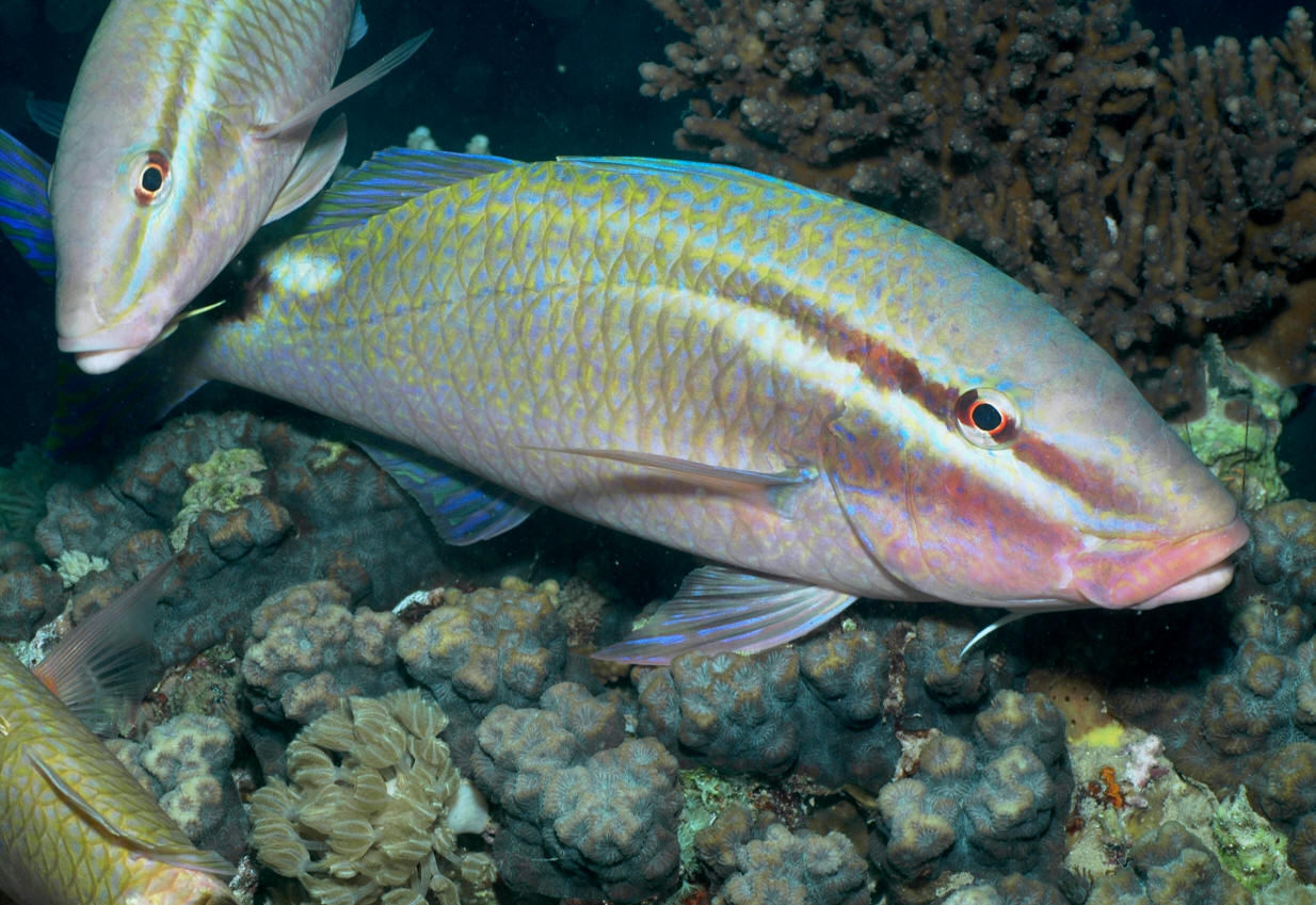 Parupeneus rubescens